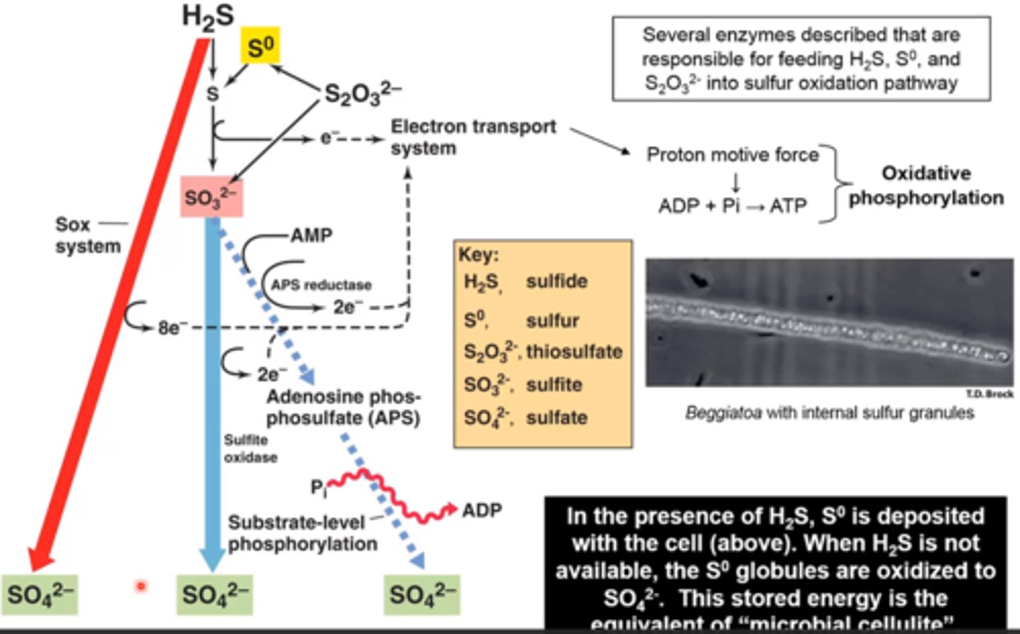 <p>1) H2S --&gt; SO4 2- using the Sox system</p><p>2) H2S --&gt; S) --&gt; SO3 2- --&gt; SO4 2-</p><p>3) same as 2 but with addition of substrate level phosphorylation</p>