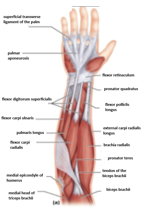 knowt flashcard image