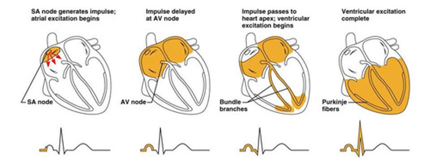 <p>SA Node --&gt; AV Node --&gt; Bundle of His --&gt; Purkinje Fibers --&gt; Contraction of ventricles</p><p>(Stab A Big Pickle)</p>