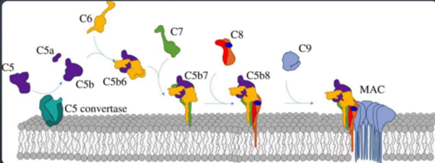 <p>Complement system</p>