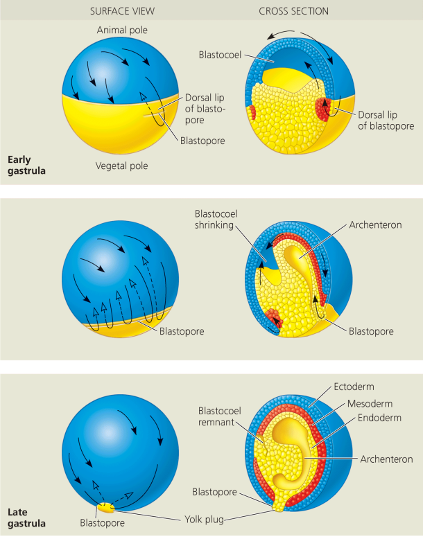 <p>How does gastrulation occur in frogs, and what are the key structures involved?</p>