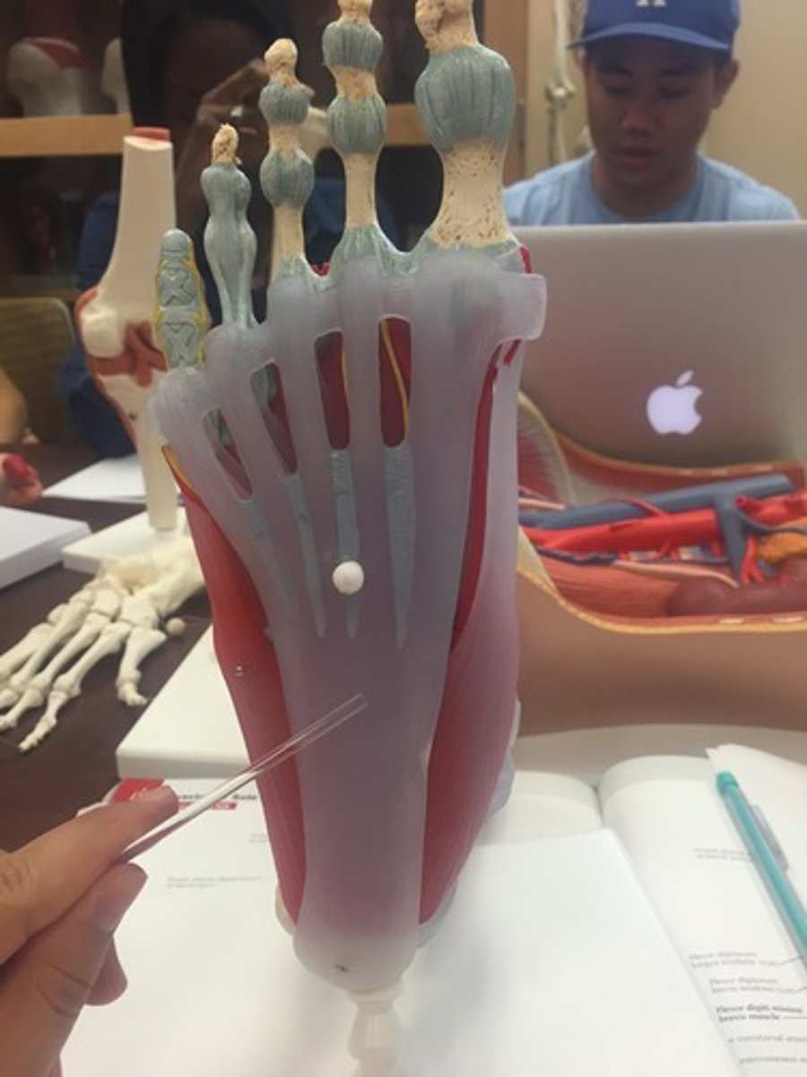 <p>plantar compartment</p>