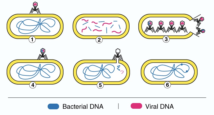 <p>virus infects cell and when in the cell, it captures DNA from the cell and then injects that DNA into other cells, which causes resistance</p>