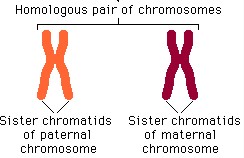 <p>The photo shown here shows two chromosomes from one cell. Which statement is true?</p>