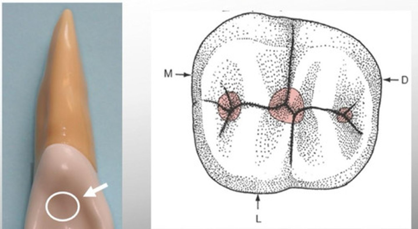 <p>A depression or hollow found on the lingual surfaces of some anterior teeth and on the occlusal surfaces of posterior teeth</p>