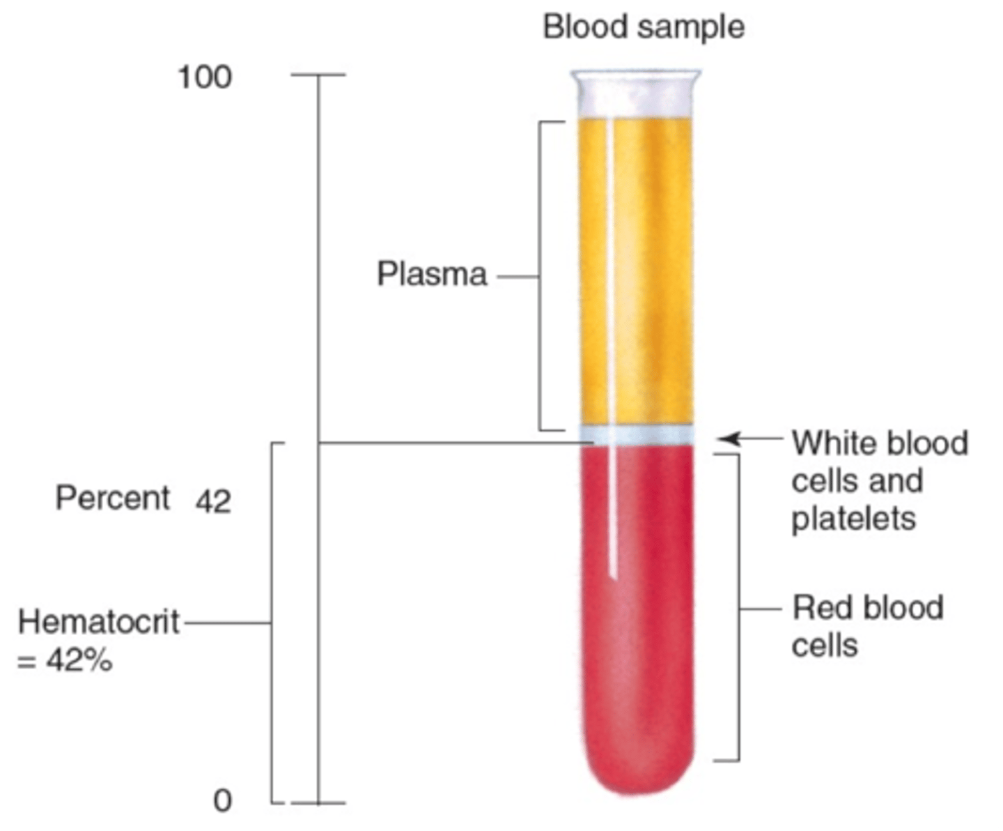 <p>The percentage of blood volume taken up by RBCs</p>