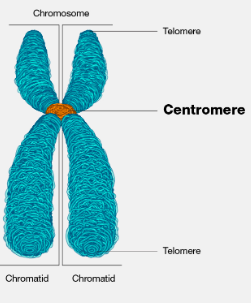 <p>2 threadlike structures (held together by a centromere) that make up the chromosome</p>