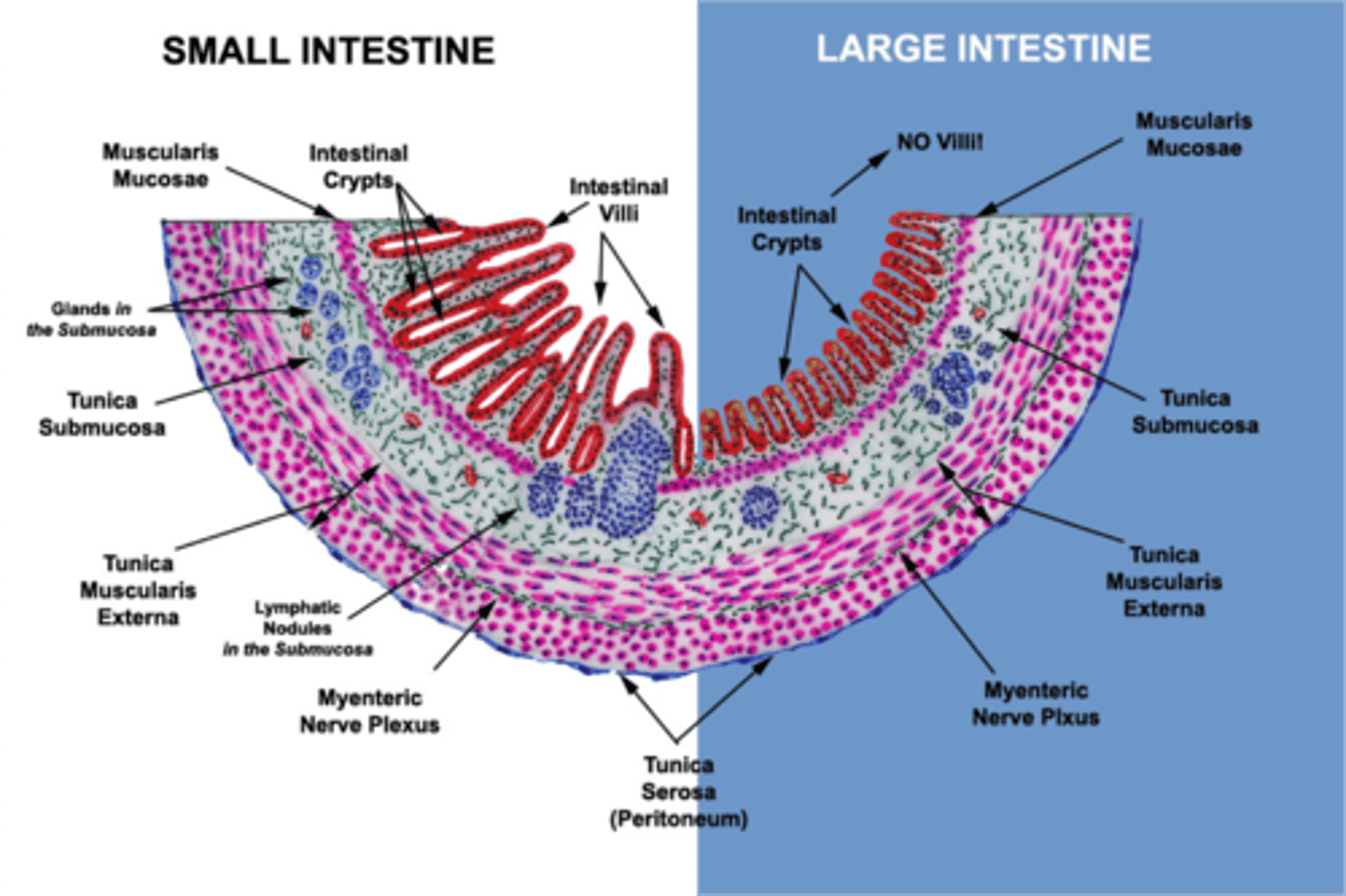<p>The connective tissue has 2 sections: mucosa and submucosa divided by muscularis mucosae. There are only villi in the small intestine.</p>