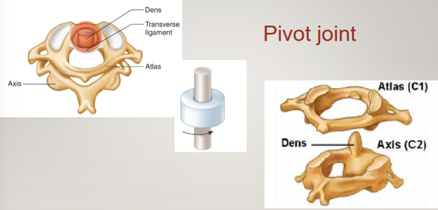 <p>C1 and C2 with the dens</p>