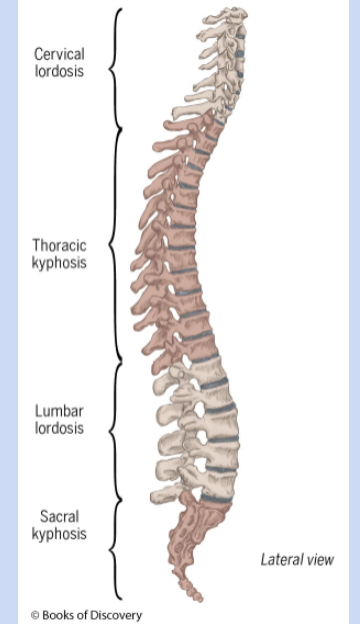 <p>anterior - kyphosis</p><p>posterior - lordosis</p>