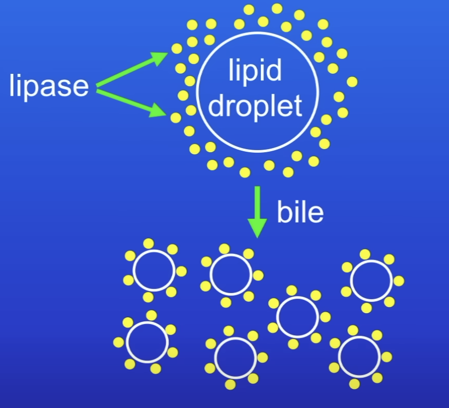 <ul><li><p>It converts large lipid droplets into smaller ones</p></li><li><p>Increases SA of lipid droplets</p></li><li><p>Which increases rate of lipid break down by lipase</p></li></ul>
