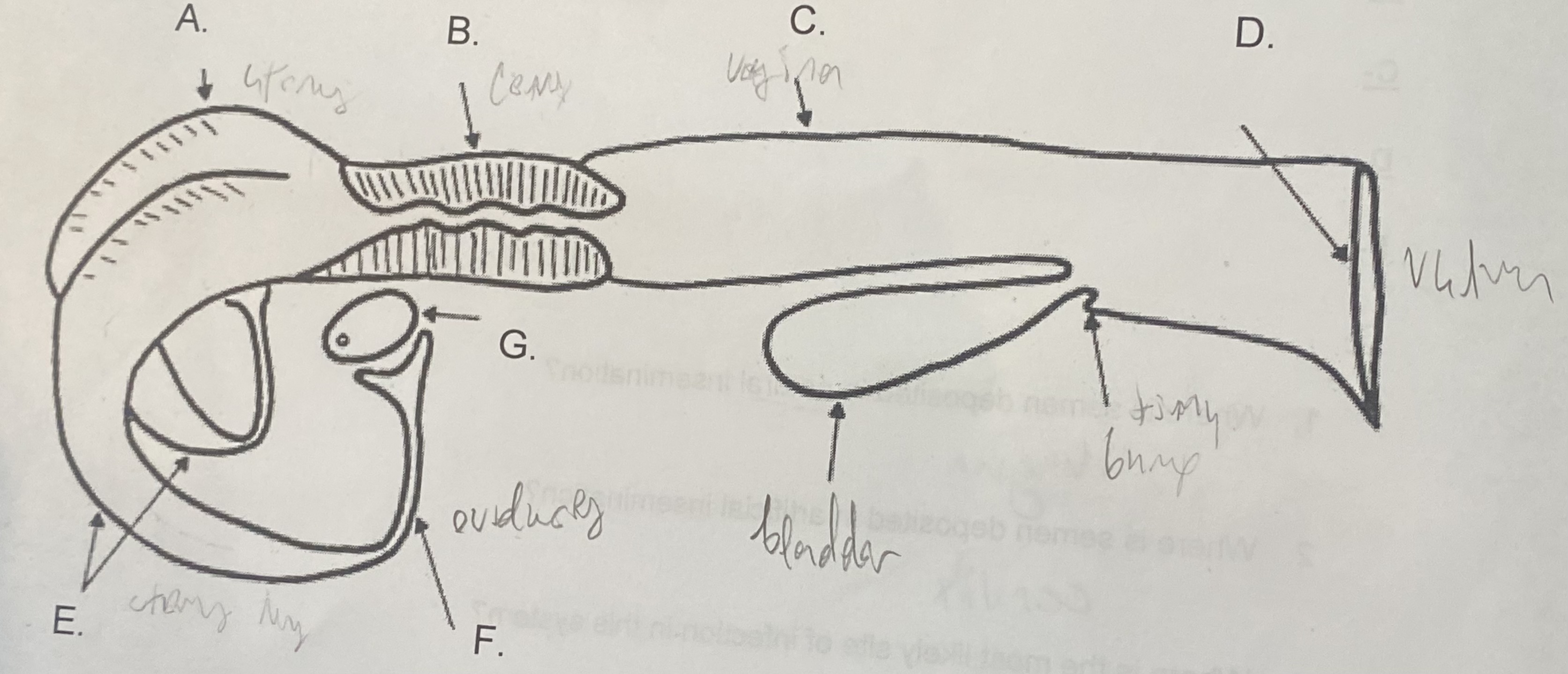 <p>Female - Uterine Horns (E)</p>