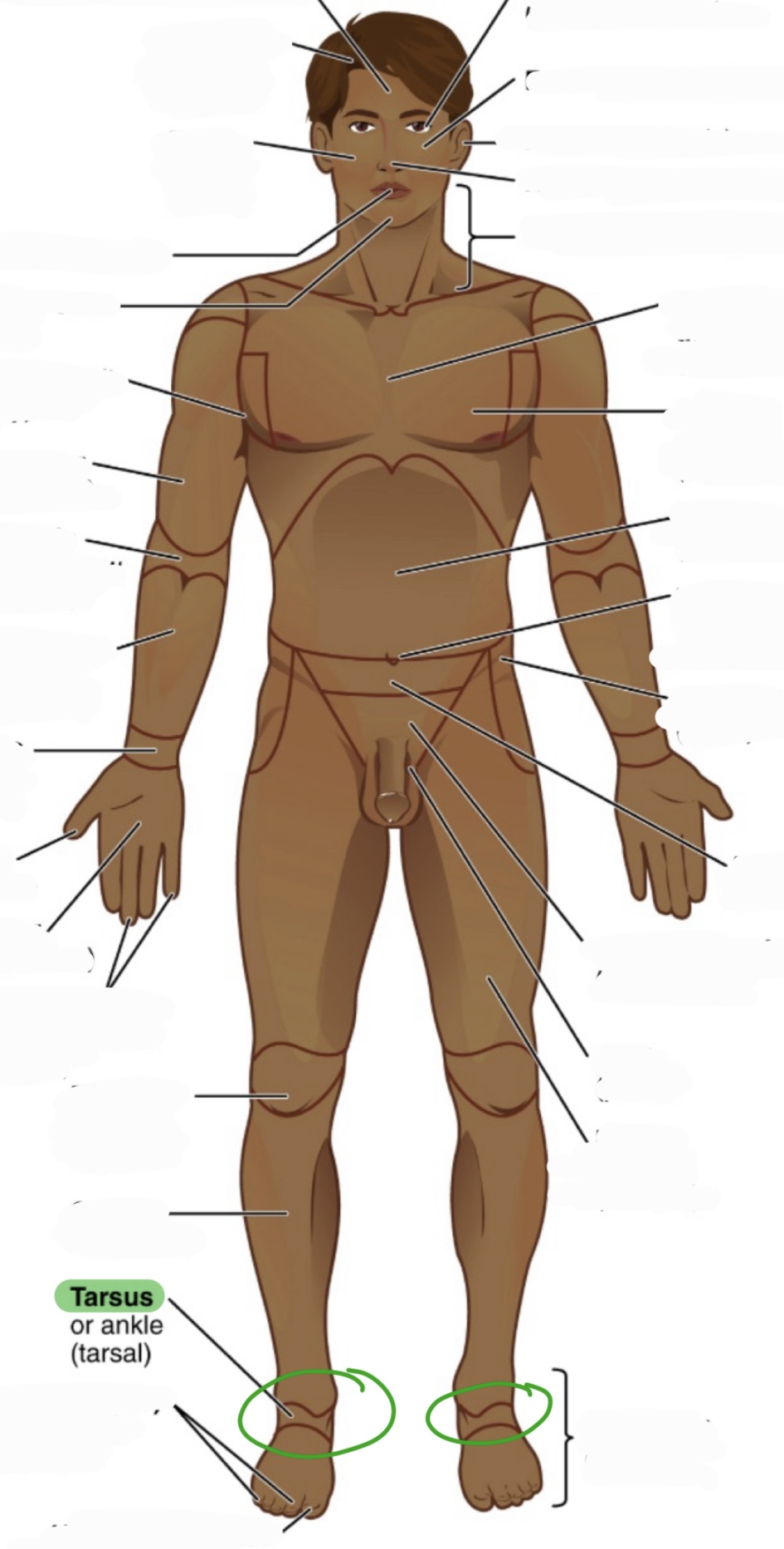 <p>ankle</p><p>(aka tarsal)</p>