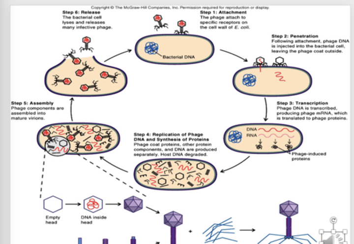 <p>1. Attachment: phages attach to host cell receptors<br>2. Penetration:<br>-viral nucleic acid enters the host cell<br>-lysozyme located on tip of the tail, lyses the cell wall<br>-tip of tail opens and linear DNA in the head passes through the channel and is injected through the cell wall into the interior of the cell<br>-only the nucleic acid not the entire viron enters<br>3. Transcription/Translation:<br>-phage DNA is transcribed leading to production of specific proteins<br>-part of DNA is transcribed into mRNA <br>-mRNA is translated into proteins that are specific for infecting cell (phage induced proteins)<br><br>-one such protein is a nuclease that degrades DNA of host cell <br>-host DNA is not transcribed, only phage DNA<br>4. Replication<br>-phage DNA copies itself and structural proteins are synthesized<br>5. Assembly<br>-phage DNA and protein assemble to form mature virions<br>-some steps involve a self assembly process<br>6. Release<br>-virions are released from the host cell<br>-lysozyme is coded by phage DNA: lysozyme is digest host cell wall from within, cell lysis and release of phage virions (up to 200)</p>