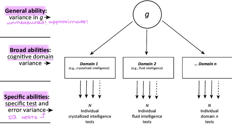 <ol><li><p>General abilities → unmeasured, approximate </p></li><li><p>Broad abilities → cognitive domain (ex: crystallized/fluid intelligence)</p></li><li><p>Specific abilities → specific test (ex: IQ test) </p></li></ol><p></p>