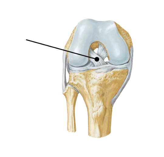 <p>The tagged structure primarily resists what movements?&nbsp;</p>