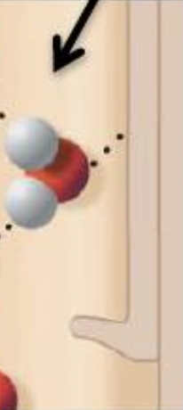 <p>the attraction between molecules of different substances</p>