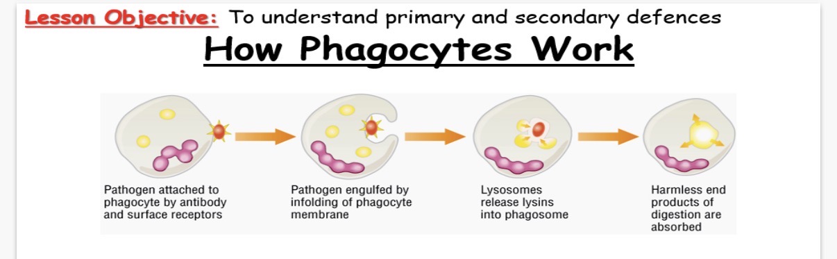 <p>How Phagocytes Work:</p><p>•Phagocytes engulf and destroy pathogenic cells.</p><p>1) When a pathogen invades the body it is recognised as …1? by the chemical markers called …2? on its outer membrane. Our own cells have antigens but these are …3? as our own and do not produce a response.</p><p>2) Proteins in the blood called antibodies, attach to foreign …4?.</p><p>3) Phagocytes have membrane-bound proteins that act as …5? which bind to antibodies already attached to the pathogen.</p><p>4) This process maybe assisted by other proteins called …6?.</p><p>5) Once the phagocyte is bound to the pathogen, it will envelope the pathogen by folding its membrane …7?. The pathogen is now trapped inside a vacuole called a …8?.</p><p>6) Lysosomes …9? with the phagosomes and release into it enzymes called …10?. Lysins …11? the bacterium forming end products which are harmless nutrients that can be absorbed into the …12?</p><p>7) The neutrophils are …13?-lived and will die soon after digesting a few pathogens. They may collect in an area of infection to form ..14?</p>