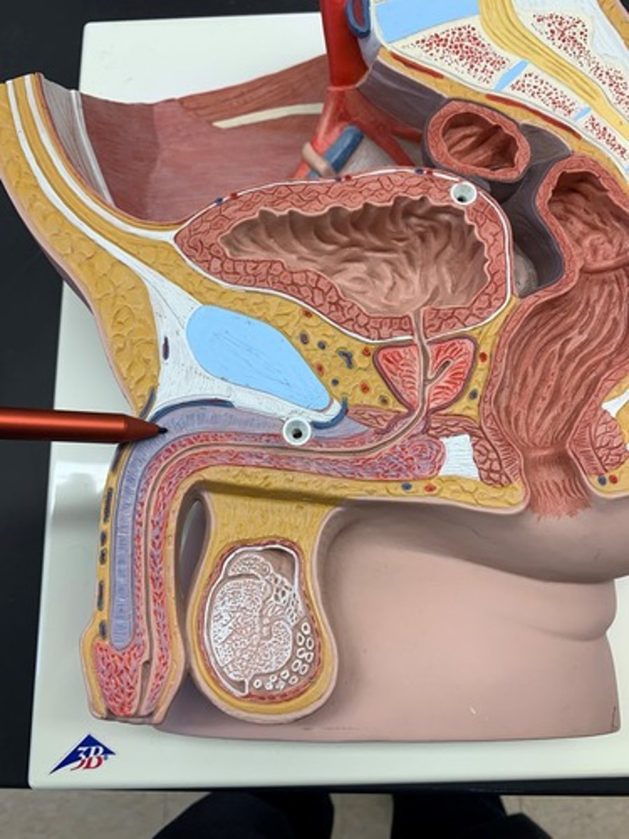 <p>two columns of erectile tissue found in the shaft of the penis</p>