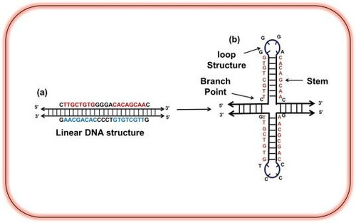 <p>Secondary structure with four-way junction in DNA.</p>
