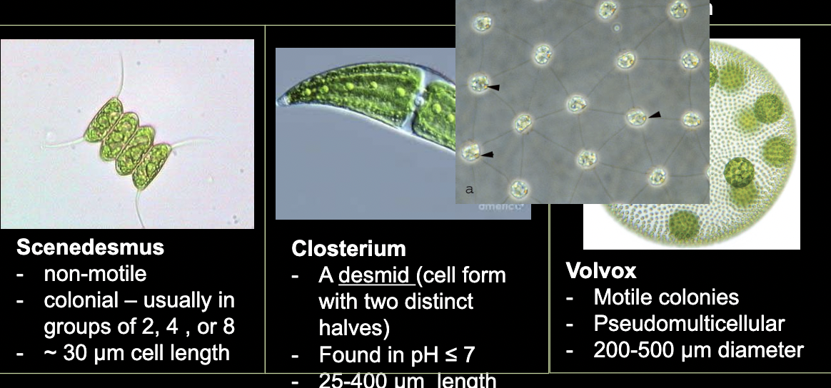 <p>What bacteria is this?</p>