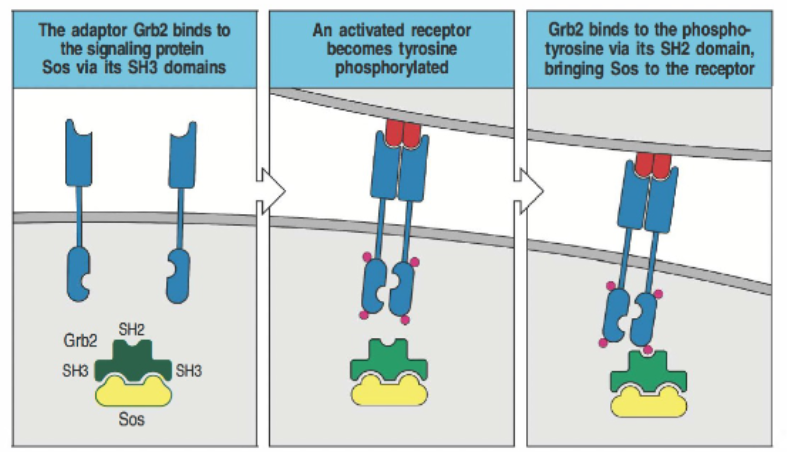 <p>Grb2 binds to the signaling protein SOS via its SH3 domain, which recognizes proline-rich sequences. When the receptor is activated and becomes tyrosine-phosphorylated, Grb2’s SH2 domain binds to the phosphotyrosine on the receptor. This interaction brings SOS to the receptor, allowing it to participate in further signaling processes.</p>