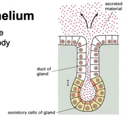 <p>Secretory Epithelium</p>