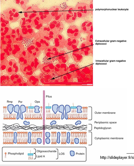 <p>What are the <strong>virulence factors </strong>for <strong><em>N. gonorrhoeae?</em></strong></p>