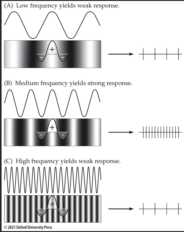 <p><span>Refer to the figure showing the responses (right) of an ON-center retinal ganglion cell to gratings of different spatial frequencies (left).</span></p><p><span>The retinal ganglion cell depicted is most responsive to which spatial frequency?</span></p>