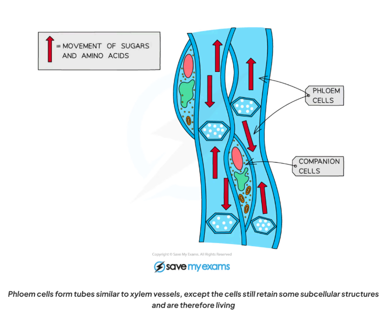 <p>Function:transport of dissolved sugars and amino acids</p><p><u>Adaptations:</u></p><p>Made of living cells (as opposed to xylem vessels which are made of dead cells) which are supported by companion cells that assist with loading/unloading sucrose.</p><p>Cells are joined end-to-end and contain holes in the end cell walls (sieve plates)forming tubes that allow sugars and amino acids to flow easily through (by translocation)</p><p>Cells also have very few subcellular structures to aid the flow of materials</p>