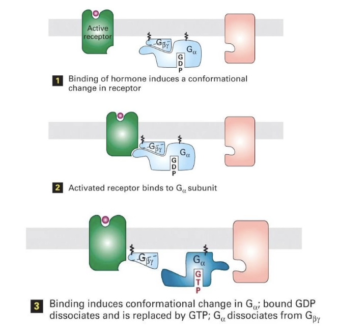 <ul><li><p><strong>Signal binds GPCR</strong> → conformational change in intracellular domain</p></li><li><p>GPCR <strong>binds trimeric G-protein</strong> with high affinity</p></li><li><p>This causes <strong>GDP to dissociate</strong> from the G-protein</p></li><li><p><strong>GTP binds</strong> in place of GDP → <strong>G-protein becomes active</strong></p></li><li><p>`Activated G-protein can now initiate downstream signaling</p></li></ul><p></p>