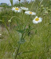 Daisy Fleabane