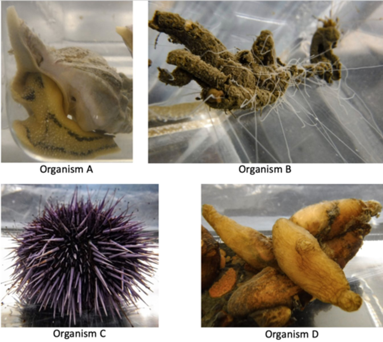 <p>Which of the organisms shown above is most closely related to humans?</p>