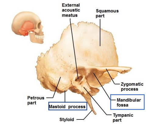 <ul><li><p>Mastoid process - Attachment site for muscles that rotate the head</p></li><li><p>Mandibular fossa - Depression → Mendible</p></li></ul>