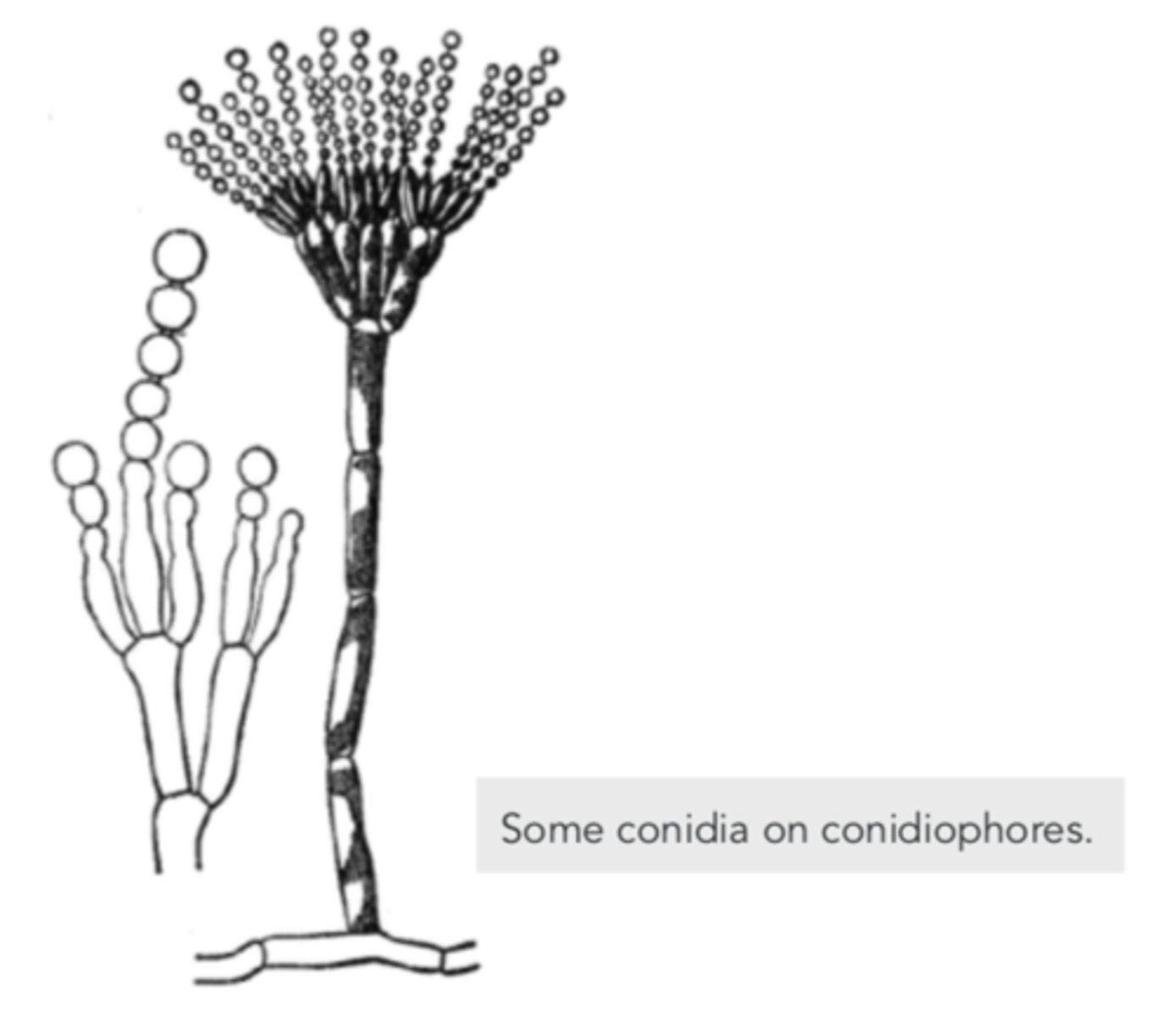 <p>conidiophores</p>