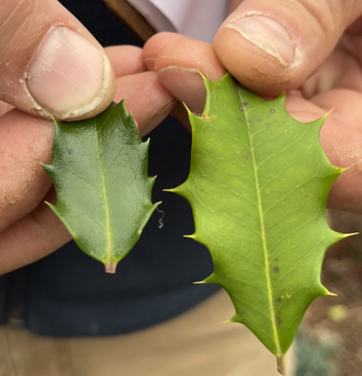 <p>larger lighter green holly leaf, opaque, farther spines, more orange fruit, rounded grey stems, (may be only one in VT) (RIGHT)</p>
