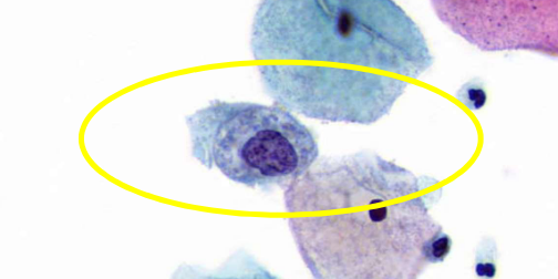 <p>describe features</p>