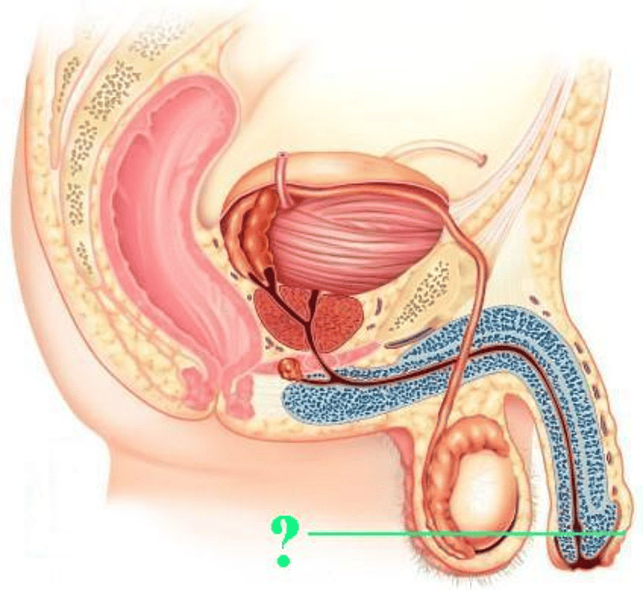 <p>Identify the indicated structure.</p>