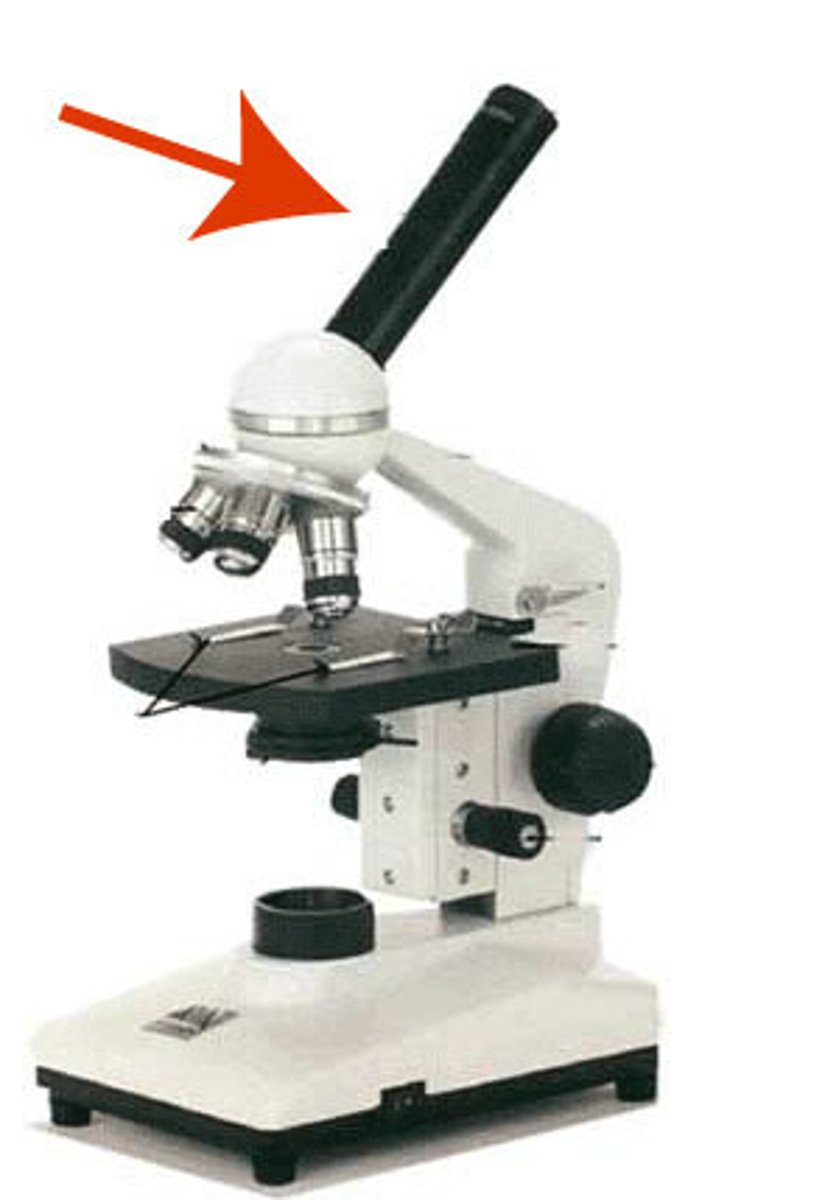 <p>Connects the eyepiece to the revolving nosepiece</p>