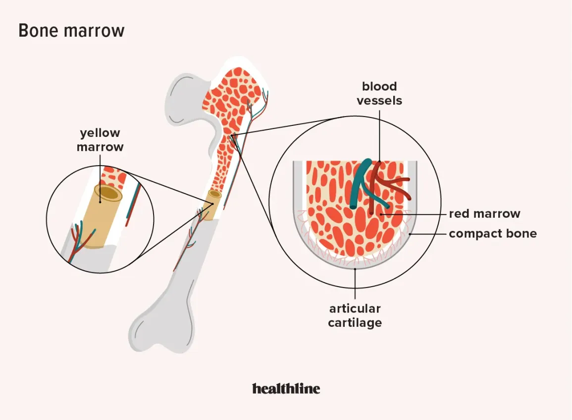 <p>What are the functions of red bone marrow?</p>
