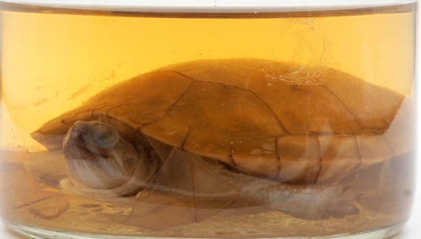 <p>Phylum, subphylum, class?</p>