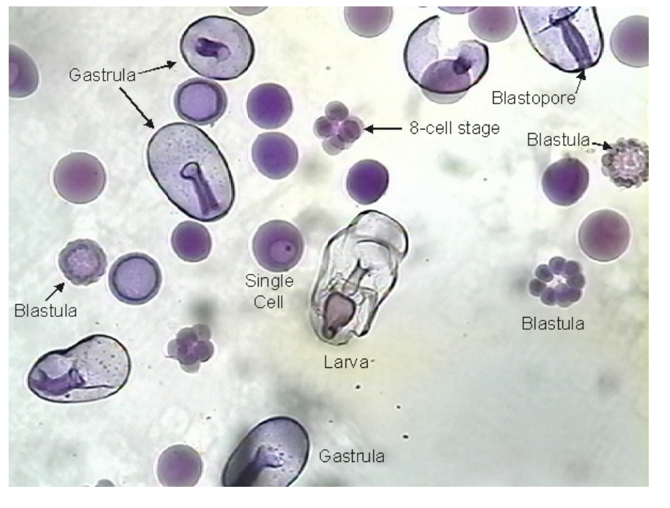 <p>starfish development</p>