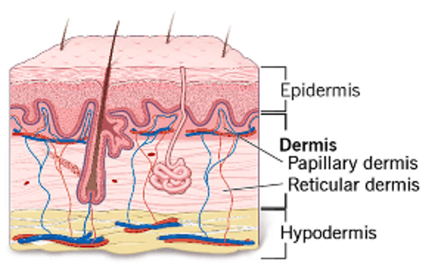 <p>1. Papillary Region</p><p>2. Reticular Region</p>