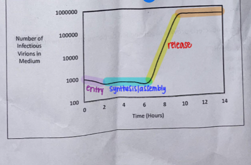 <p><span>What is the burst time of the phage depicted in the graph below?</span></p>