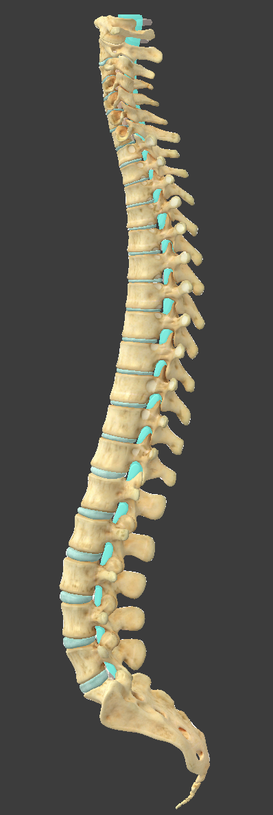 <p>made up of 7 cervical, 12 thoracic, 5 lumbar, 1 sacrum, and 1 coccyx</p>