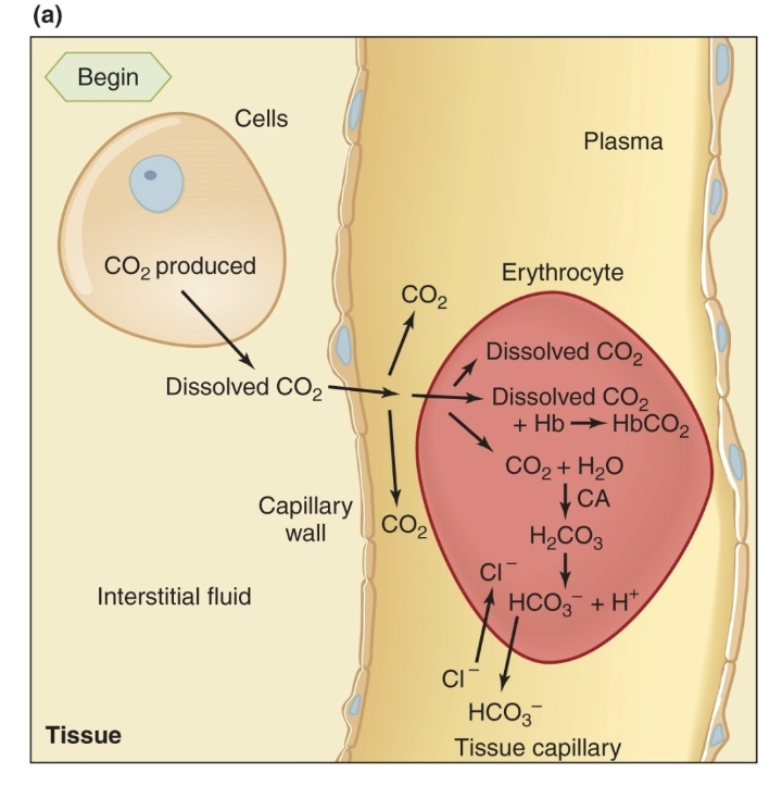 <p>– 10% remain dissolved in plasma and erythrocytes</p><p class="p1">– 25% to 30% combine in the erythrocytes with deoxyhemoglobin to form carbaminohemoglobin</p><p class="p1">– 60% to 65% combine in the erythrocytes with water to form carbonic acid, which then dissociates to yield HCO3− and H+</p>