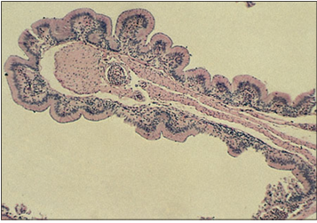 <p>Identify the structure:</p><p>Specie:</p><p>Stain used:</p>