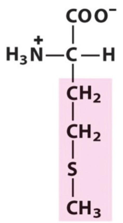 <p>Name the amino acid.</p>