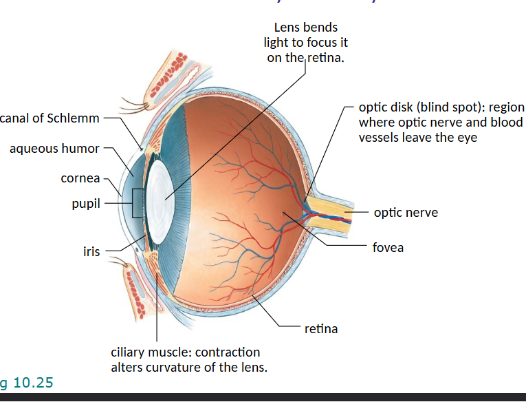 <p>canal of Schlemm is similar to CSF and catches fluid in aqueous humour</p><p>optic disk is the blind spot where the optic nerve and blood vessels leave the eye</p><p>optic nerve is where afferent info goes </p><p>lens bends light to focus on the retina</p>