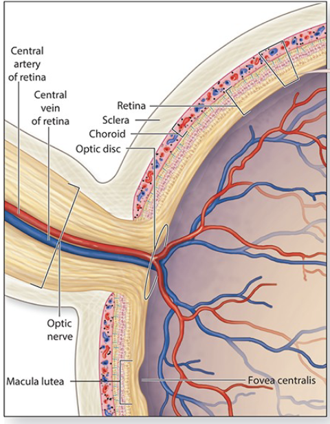<p>what is optic disc?</p>